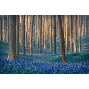 Plakát Plakát, Obraz - Dreams are made of these, Adrian Popan