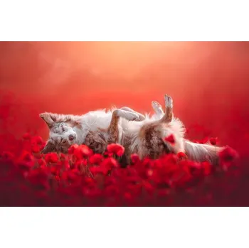 Plakát Plakát, Obraz - Floating, Ve Shandor