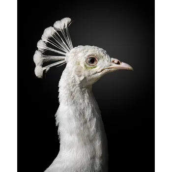 Plakát Plakát, Obraz - M A J E S T I C, fegari