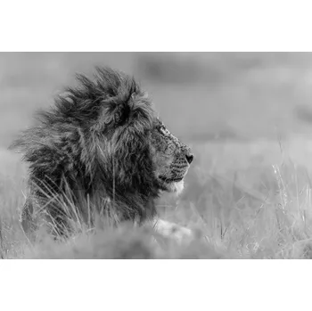 Plakát Plakát, Obraz - The king is alone, Massimo Mei