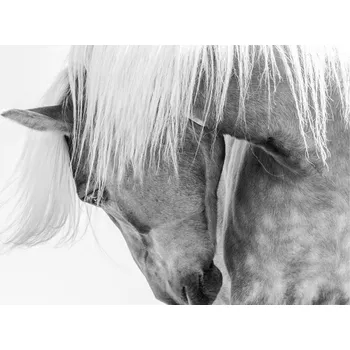 Plakát Plakát, Obraz - Halflinger Portrait, Kimberly