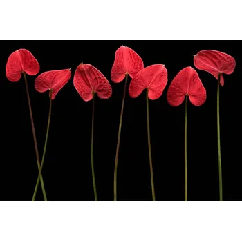 Plakát Plakát, Obraz - Botanical hearts, Floriana	Barbu