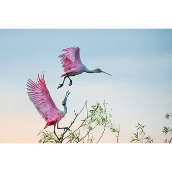 Plakát Plakát, Obraz - Rosy pair, C. Mei