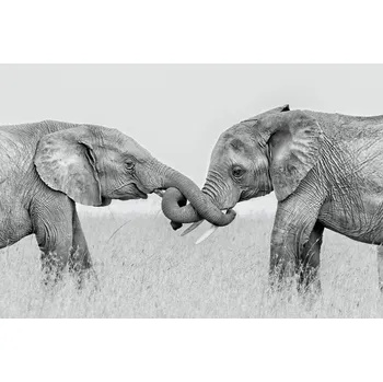 Plakát Plakát, Obraz - Confrontation, Jun Zuo