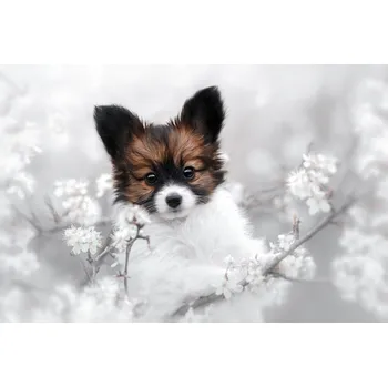 Plakát Plakát, Obraz - Petite flower, Ve Shandor