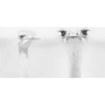 Plakát Plakát, Obraz - Funny Ostrich, Carlo Tonti