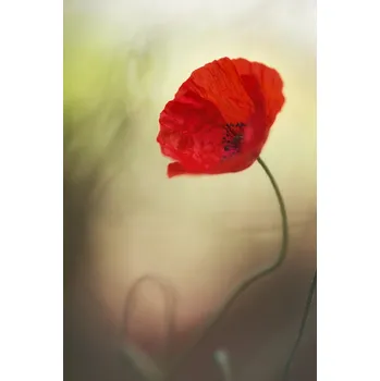 Plakát Plakát, Obraz - Untitled, keren or