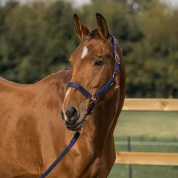 Horka Měkce podložená ohlávka pro koně Barva: Modrá, Velikost: Pony