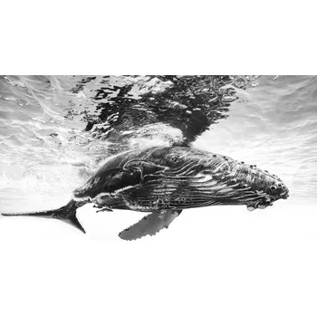 Plakát Plakát, Obraz - Humpback whale calf, Barathieu Gabriel