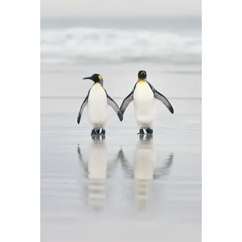 Plakát Plakát, Obraz - Friends, Joan Gil Raga