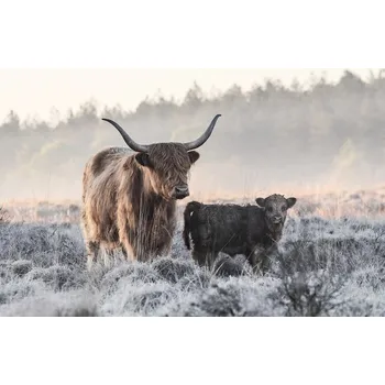 Plakát Plakát, Obraz - Highlander and Calf, Jaap van den