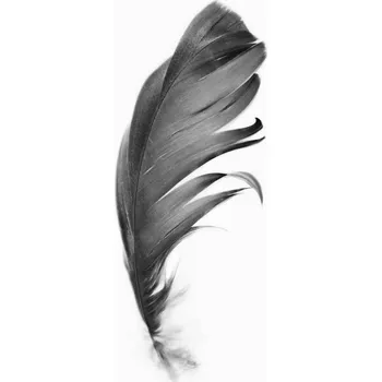 Plakát Plakát, Obraz - Black feather, Sisi & Seb