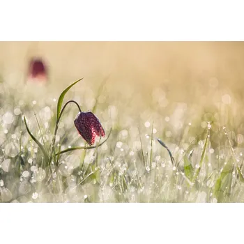 Plakát Plakát, Obraz - Morningdew, Anton van Dongen