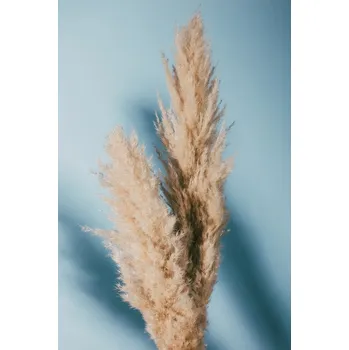 Plakát Plakát, Obraz - Pampas Grass Blue, Studio Collection