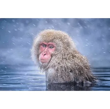 Plakát Plakát, Obraz - Snow Monkey, Max Wang