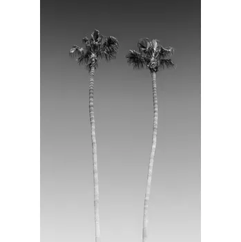 Plakát Plakát, Obraz - Palm Trees In Black & White, Melanie Viola