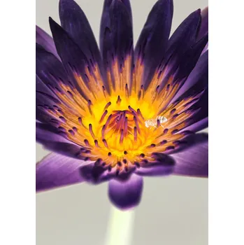 Plakát Plakát, Obraz - Water Lilly, Shot by Clint