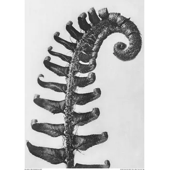 Plakát Plakát, Obraz - Polystichum Munitum, Studio Collection