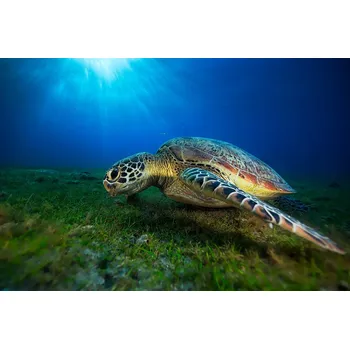 Plakát Plakát, Obraz - Green turtle, Barathieu Gabriel