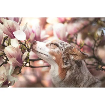 Plakát Plakát, Obraz - Dawn of Blossom, Ve Shandor