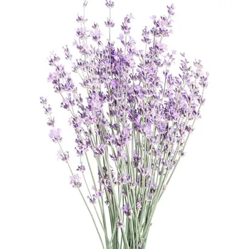 Plakát Plakát, Obraz - Lavender, Sisi & Seb