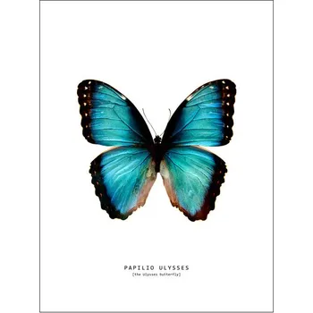 Plakát Plakát, Obraz - butterfly, Finlay & Noa