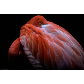 Plakát Plakát, Obraz - Shy, ilias nikoloulis