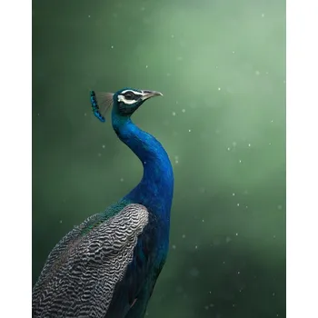 Plakát Plakát, Obraz - Crowned Onlooker, Chaitanya Rawat