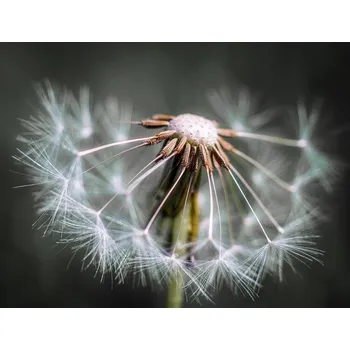 Plakát Plakát, Obraz - Dandelion fluff, Fred Louwen