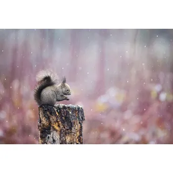 Plakát Plakát, Obraz - Purple rain, Marco Redaelli