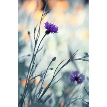 Plakát Plakát, Obraz - Colors game 2, Fabien BRAVIN