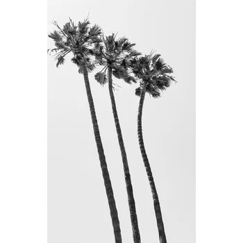 Plakát Plakát, Obraz - Palm Trees Summertime, Melanie Viola