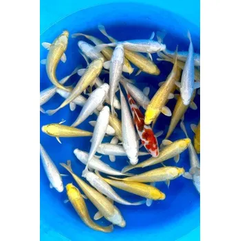 Krmivo pro rybičky Tosai Tateshita Gin Rin Yamabuki / Gin Rin Platina Ogon