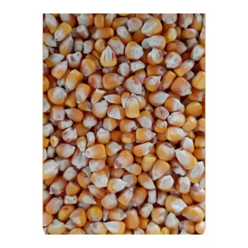 Návnadová surovina Kukuřice - suchá Velikost: 1KG