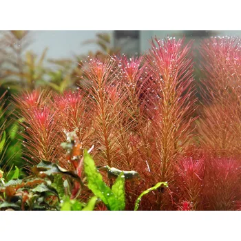 Akvaristika Rotala wallichii (IN-VITRO kelímek Ø 7 cm)