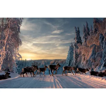 Plakát Plakát, Obraz - A group of reindeers crossing the, Jonas / Bildmedia / 500px