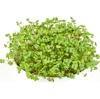 Semeno Toraf Microgreens, semínka na klíčky - Hořčice černá 20g