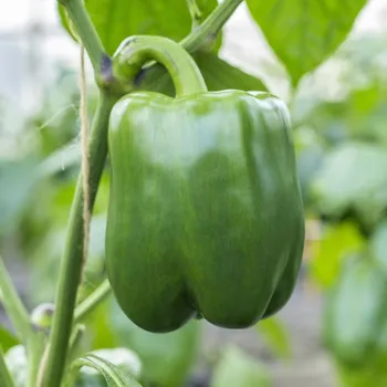 Semeno Paprika Beluga Green F1 - Capsicum annuum - osivo papriky - 5 ks