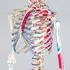 anatomický model tectake Anatomický model lidská kostra s označením a číslováním svalů bílá