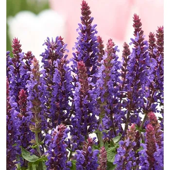 Sazenice Šalvěj hájní 'BLUE BOUQUETTA' kont. 0,5 l