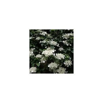 Sazenice Parkon Hydrangea petiolaris 80/100 cm