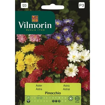 Semeno Astra čínská trpasličí Pinocchio (směs)