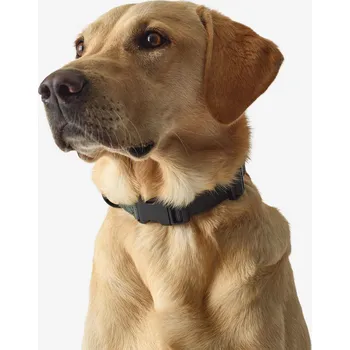 Obojek pro psa SOLOGNAC Psí obojek 100 S KAŠTANOVÁ|ZELENÁ