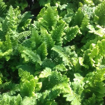 Sazenice Polystichum setiferum Congestum
