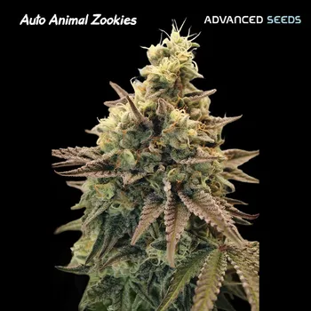 Pěstitelství Advanced Seeds Auto Animal Zookie Počet ks Feminizované: 1