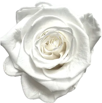 umělá květina Stabilizovaná růže KIARA XL bílá (hlava)