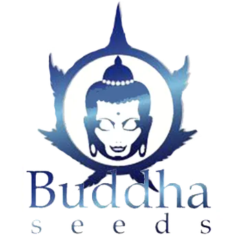 Semeno Buddha seeds Purple Kush AUTO Počet ks Feminizované: 3
