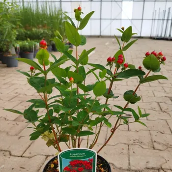 Sazenice TŘEZALKA 'MIRACLE WONDER' kont. 2L