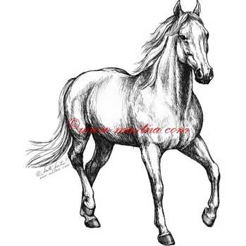 Samolepka Filippi, kůň, koně c620 - Malá - přibližně jako pohlednice