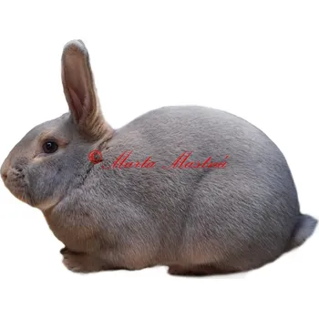 Samolepka králík rys